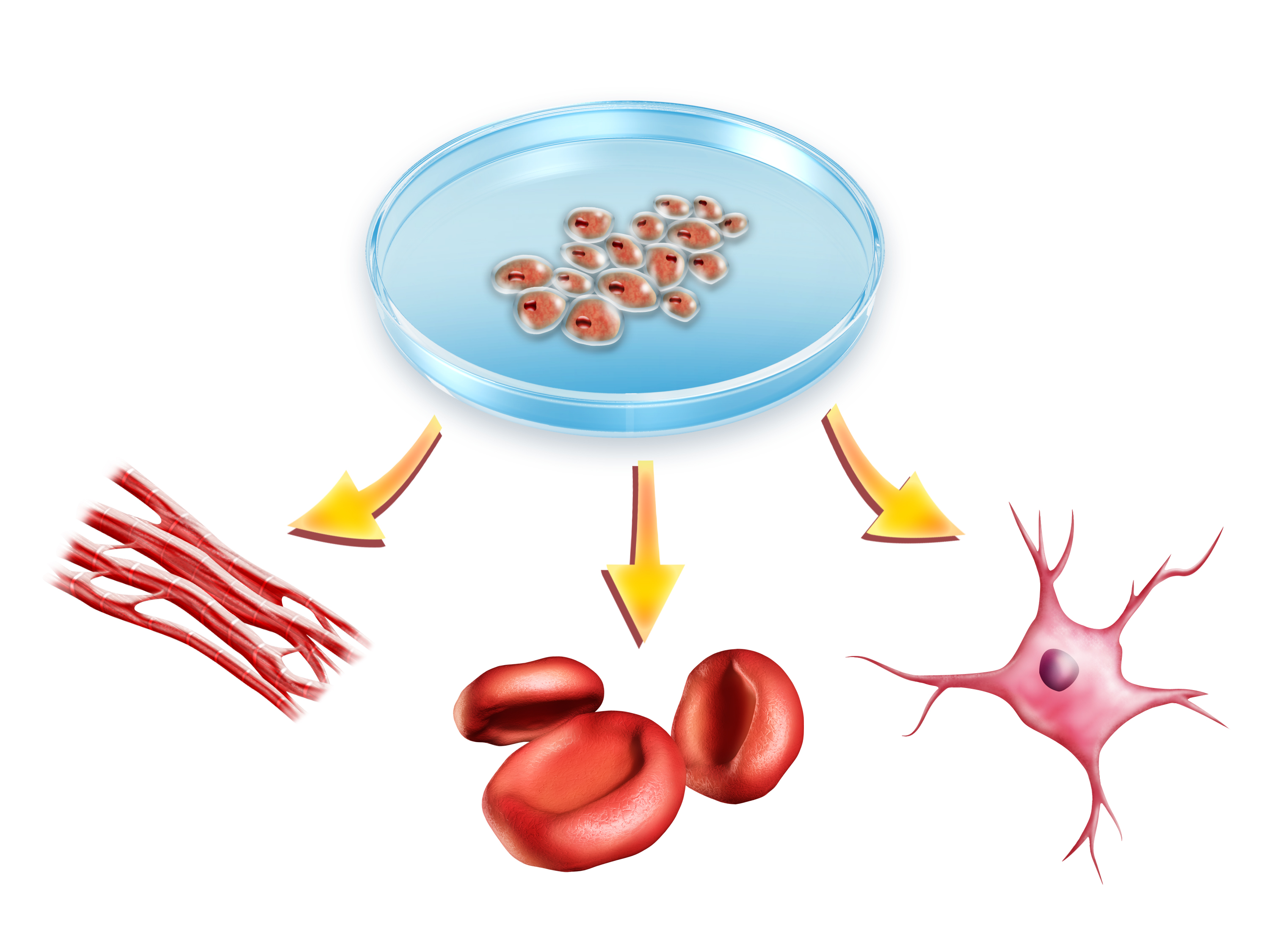 best-cardiology-hospitals-in-india